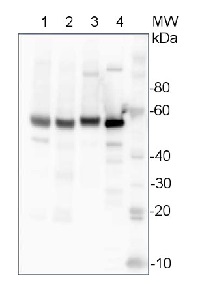 UGPase | UDP-glucose pyrophosphorylase (cytoplasm marker) (Hordeum vulgare) in the group Antibodies Plant/Algal  / Carbohydrates at Agrisera AB (Antibodies for research) (AS14 2813)